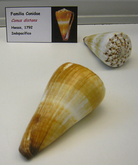 Conus distans