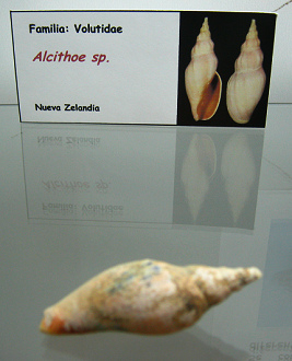 Alcithoe sp
