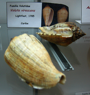 Voluta virescens