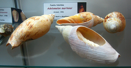 Adelomelon martensi, vista total