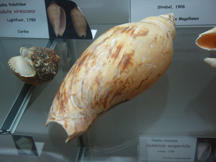Adelomelon martensi, primer plano