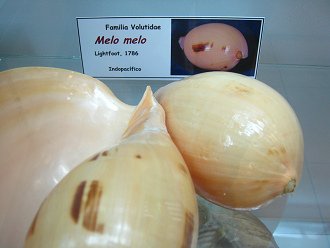 Melo
                          melo