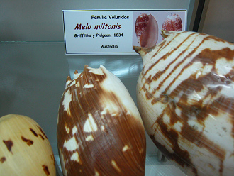 Melo
                          miltonis