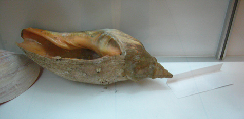 sin
                          nombre