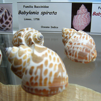 Babylonia spirata