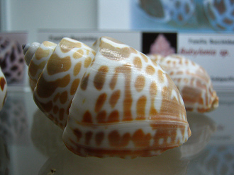 Babylonia spirata, primer plano