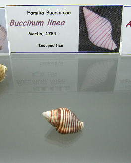 Buccinum linea