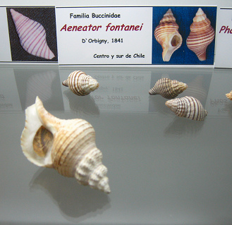 Aeneator fontanei