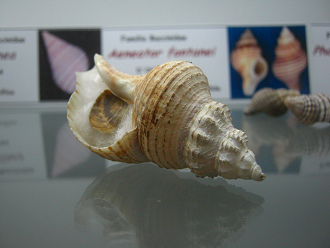 Aeneator fontanei, primer plano