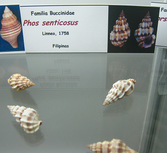 Phos
                          senticosus