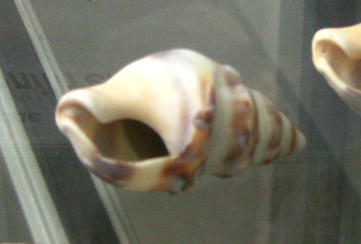 Dorsanum moniliferum, primer plano