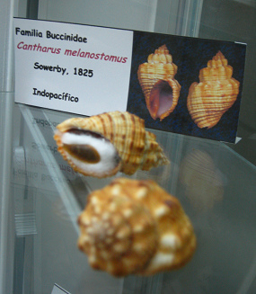 Cantharus melanostomus