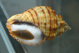 Cantharus melanostomus, primer plano