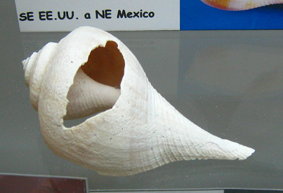 Busycon spiratum, primer plano 01