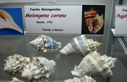 Melongena corona