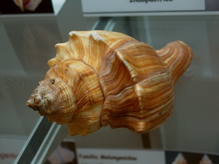 Pugilina cochlidium, primer plano