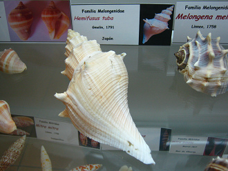 Hemifusus tuba