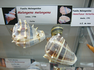 Melongena melongena