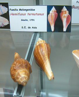 Hemifusus ternatanus