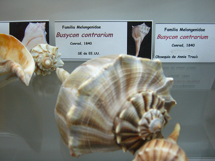 Busycon contrarium 01