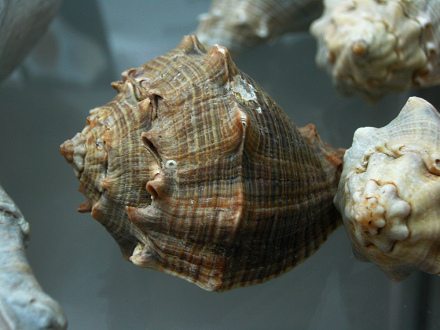 Volema myristica, primer plano