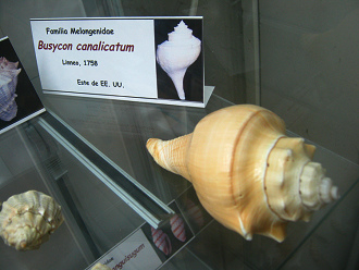 Busycon canalicatum
