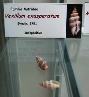 Vexillum exasperatum