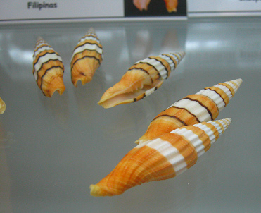 Vexillum regina filiareginae, primer
                          plano