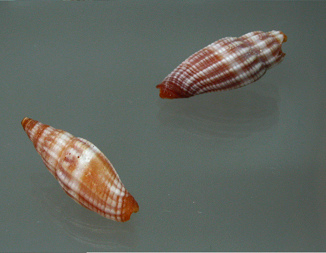 Vexillum sculptile, primer plano