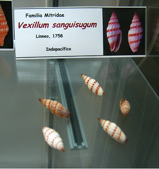 Vexillum sanguisugum