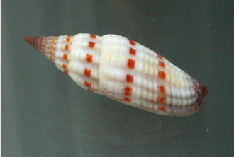 Vexillum sanguisugum, primer plano