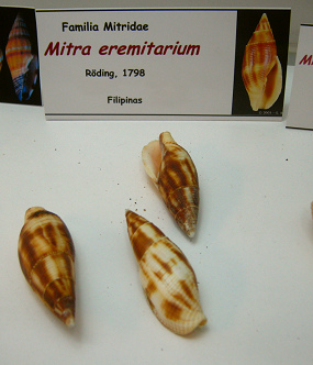 Mitra eremitarium