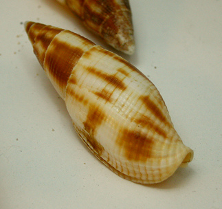 Mitra eremitarium, primer plano