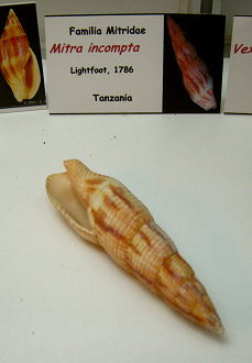 Mitra
                          incompta