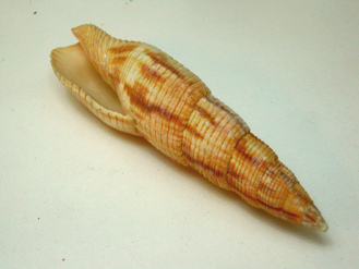 Mitra incompta, primer plano