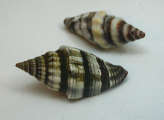 Vexillum rugosum, primer plano