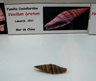 Vexillum lyratum