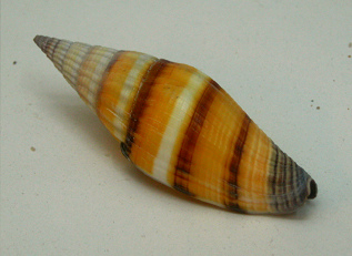 Vexillum vulpecula, primer plano