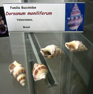 Dorsanum moniliferum