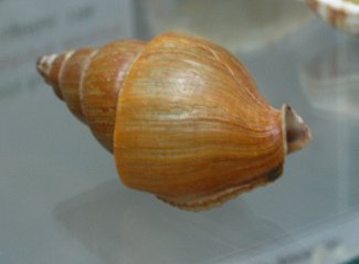 Northia northiae, primer plano
