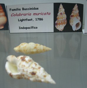 Colubraria muricata