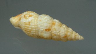 Colubraria muricata, primer plano