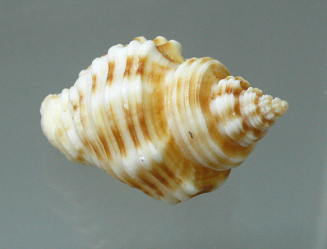 Cantharus spiralis, primer plano
                                  01