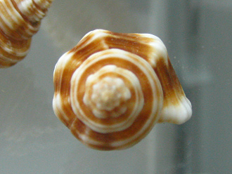 Cantharus spiralis, primer plano
                                  02, vista de atr�s