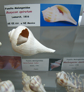 Busycon spiratum