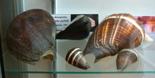 Melongena patula, vista total