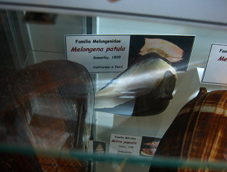 Melongena patula, placa