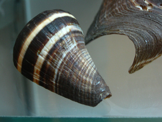 Melongena patula, primer plano