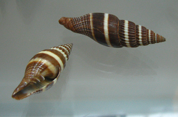 Vexillum formosense, primer plano