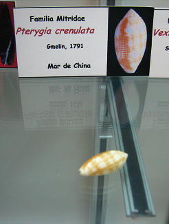 Pterygia crenulata